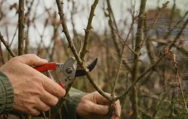 Hände schneiden einen älteren Rosenstrauch mit einer sauberen Gartenschere; Thema Schattenpflanzen, Schwerpunkt Vermehrung; Umsetzung.