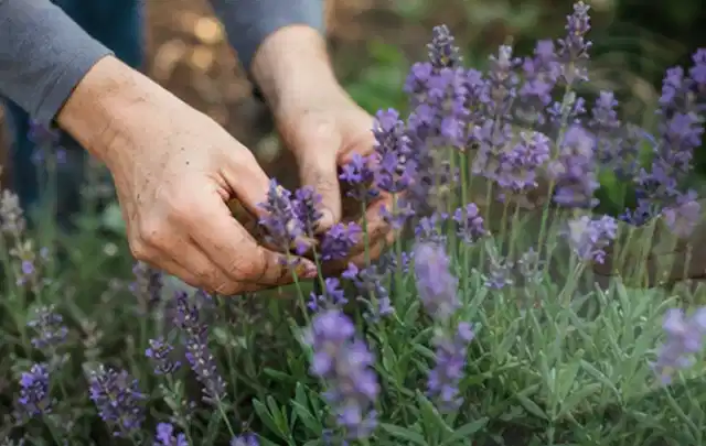 Hände pflegen blühenden Lavendel in einem natürlich angelegten Gartenbeet; Thema Schattenpflanzen, Schwerpunkt Wachstum; Praxisalltag.