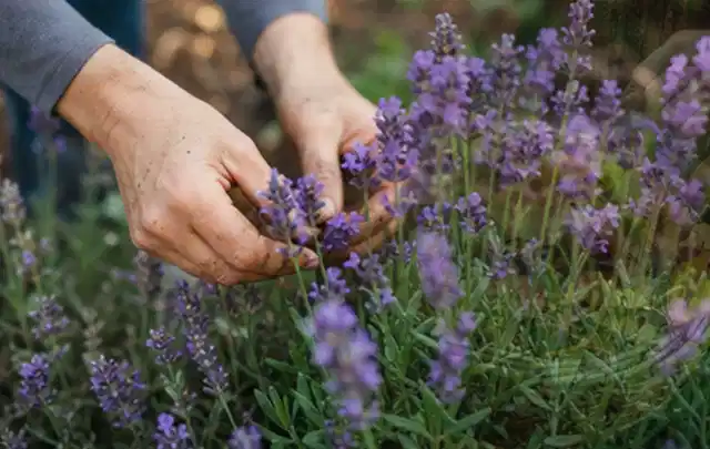 Hände pflegen blühenden Lavendel in einem natürlich angelegten Gartenbeet; Thema Schattenpflanzen, Schwerpunkt Winterpflege; Ausgangslage.