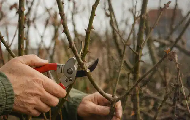 Hände schneiden einen älteren Rosenstrauch mit einer sauberen Gartenschere; Thema Schattenpflanzen, Schwerpunkt Winterpflege; Umsetzung.