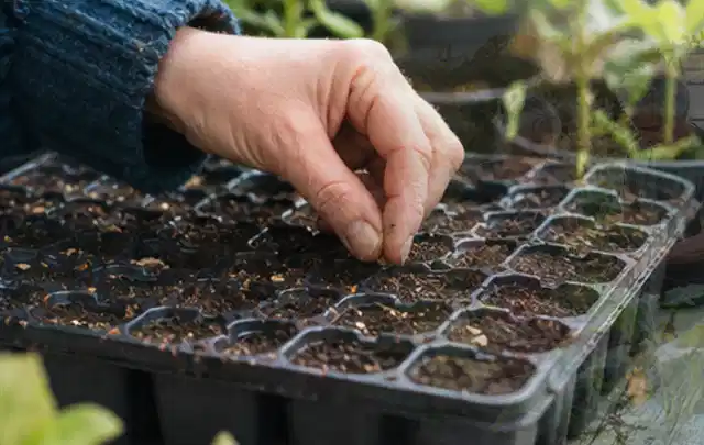 Hand legt einzelne Samen in vorbereitete Anzuchtschalen mit lockerer Erde; Thema Schattenpflanzen, Schwerpunkt Winterpflege; Praxisalltag.