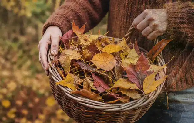 Person sammelt farbiges Herbstlaub in einem geflochtenen Gartenkorb; Thema Schattenrasen, Schwerpunkt Bewässerung; Praxisalltag.
