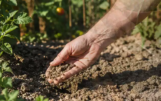 Hand prüft trockene krümelige Gartenerde während einer warmen Sommerphase; Thema Schattenrasen, Schwerpunkt Bodenpflege; Ausgangslage.