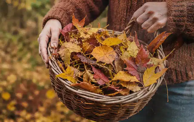 Person sammelt farbiges Herbstlaub in einem geflochtenen Gartenkorb; Thema Schattenrasen, Schwerpunkt Bodenpflege; Praxisalltag.