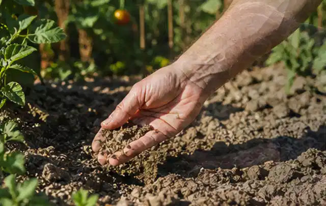 Hand prüft trockene krümelige Gartenerde während einer warmen Sommerphase; Thema Schattenrasen, Schwerpunkt Düngung; Kontrolle.