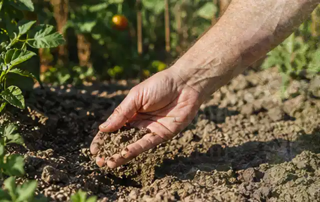 Hand prüft trockene krümelige Gartenerde während einer warmen Sommerphase; Thema Schattenrasen, Schwerpunkt Fehlerhilfe; Ergebnis.