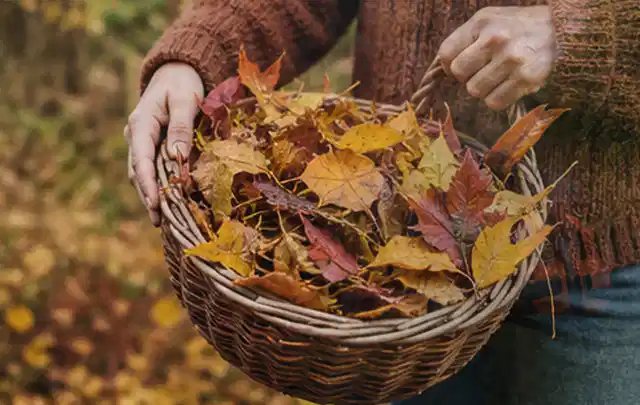 Person sammelt farbiges Herbstlaub in einem geflochtenen Gartenkorb; Thema Schattenrasen, Schwerpunkt Frühjahr; Umsetzung.