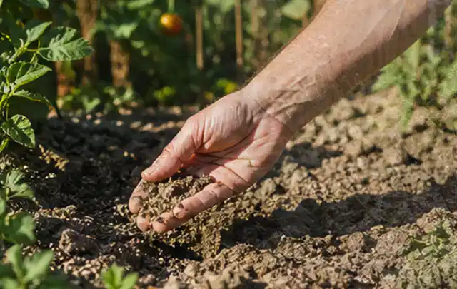 Hand prüft trockene krümelige Gartenerde während einer warmen Sommerphase; Thema Schattenrasen, Schwerpunkt Frühjahr; Praxisalltag.