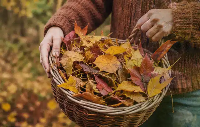 Person sammelt farbiges Herbstlaub in einem geflochtenen Gartenkorb; Thema Schattenrasen, Schwerpunkt Herbstpflege; Ausgangslage.