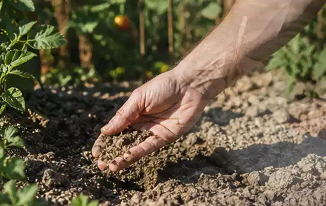 Hand prüft trockene krümelige Gartenerde während einer warmen Sommerphase; Thema Schattenrasen, Schwerpunkt Herbstpflege; Ergebnis.