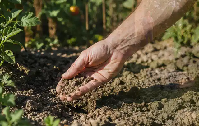 Hand prüft trockene krümelige Gartenerde während einer warmen Sommerphase; Thema Schattenrasen, Schwerpunkt Hitzeschutz; Umsetzung.