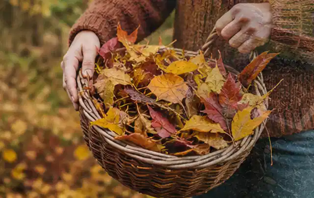 Person sammelt farbiges Herbstlaub in einem geflochtenen Gartenkorb; Thema Schattenrasen, Schwerpunkt Kosten; Ergebnis.
