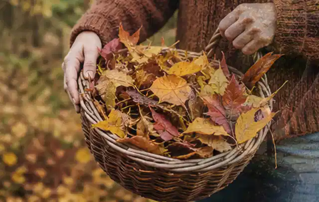 Person sammelt farbiges Herbstlaub in einem geflochtenen Gartenkorb; Thema Schattenrasen, Schwerpunkt Moos; Kontrolle.