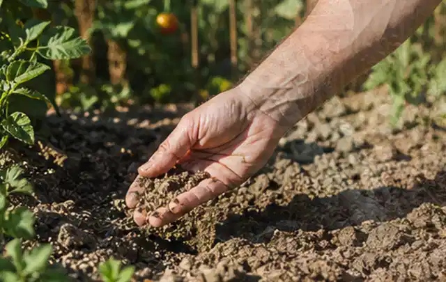 Hand prüft trockene krümelige Gartenerde während einer warmen Sommerphase; Thema Schattenrasen, Schwerpunkt Nachsaat; Kontrolle.