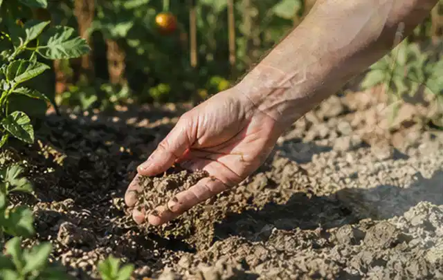 Hand prüft trockene krümelige Gartenerde während einer warmen Sommerphase; Thema Schattenrasen, Schwerpunkt Neuanlage; Ausgangslage.