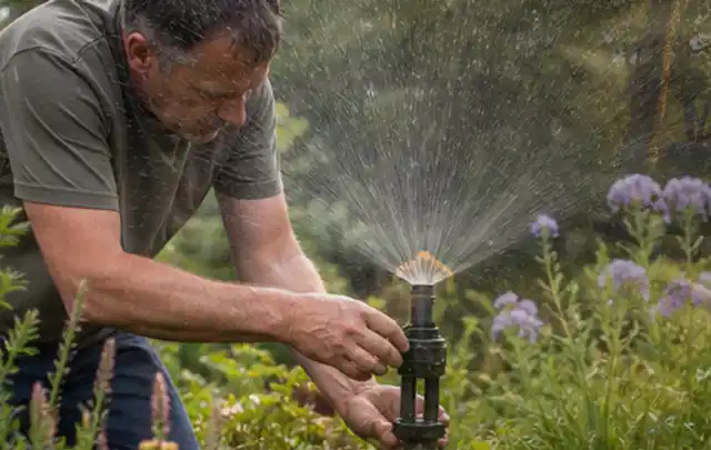 Person richtet einen laufenden Gartensprenger zwischen Stauden präzise aus; Thema Schattenrasen, Schwerpunkt Neuanlage; Umsetzung.