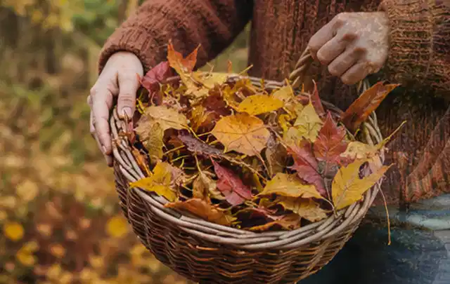 Person sammelt farbiges Herbstlaub in einem geflochtenen Gartenkorb; Thema Schattenrasen, Schwerpunkt Neuanlage; Praxisalltag.