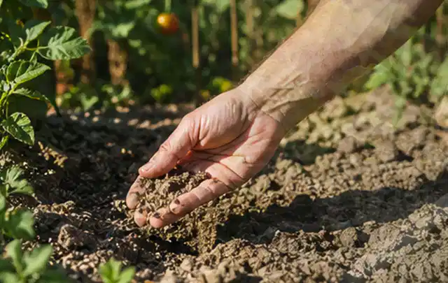 Hand prüft trockene krümelige Gartenerde während einer warmen Sommerphase; Thema Schattenrasen, Schwerpunkt Rasengesundheit; Kontrolle.