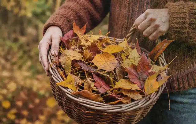Person sammelt farbiges Herbstlaub in einem geflochtenen Gartenkorb; Thema Schattenrasen, Schwerpunkt Rasengesundheit; Ergebnis.