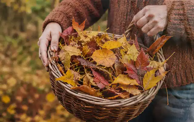 Person sammelt farbiges Herbstlaub in einem geflochtenen Gartenkorb; Thema Schattenrasen, Schwerpunkt Rasenpflege; Kontrolle.