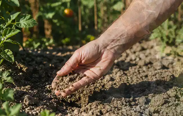 Hand prüft trockene krümelige Gartenerde während einer warmen Sommerphase; Thema Schattenrasen, Schwerpunkt Sommerpflege; Kontrolle.