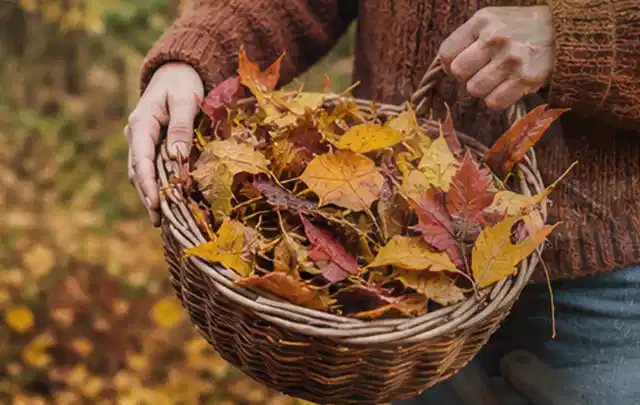 Person sammelt farbiges Herbstlaub in einem geflochtenen Gartenkorb; Thema Schattenrasen, Schwerpunkt Unkraut; Umsetzung.