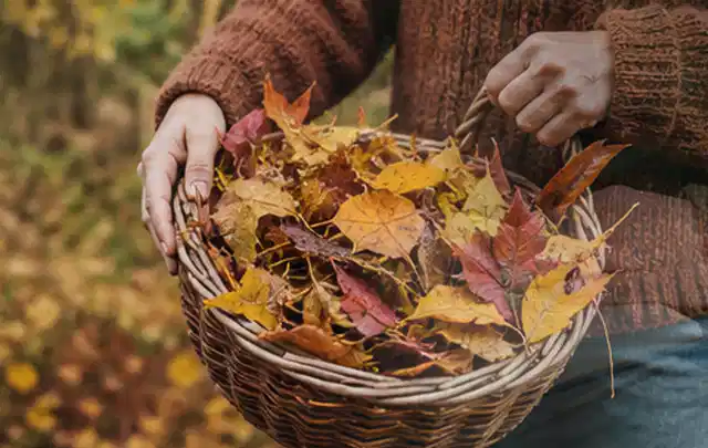 Person sammelt farbiges Herbstlaub in einem geflochtenen Gartenkorb; Thema Schattenrasen, Schwerpunkt Vertikutieren; Ergebnis.