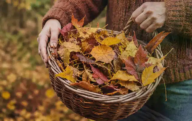 Person sammelt farbiges Herbstlaub in einem geflochtenen Gartenkorb; Thema Schattenrasen, Schwerpunkt Winterpflege; Umsetzung.