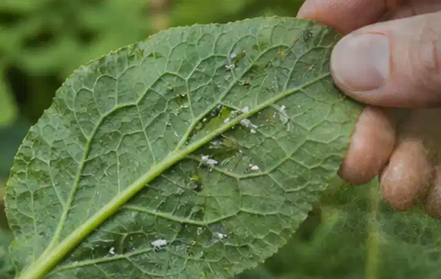 Hand hält ein Blatt mit kleinen hellen Schädlingen auf der Unterseite; Thema Schnecken, Schwerpunkt Bestimmung; Ausgangslage.
