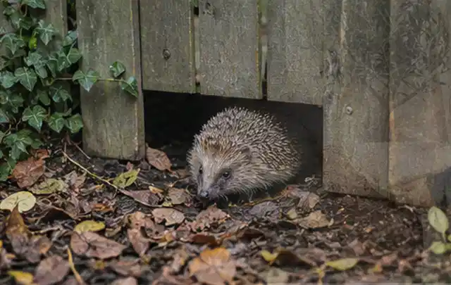 Igel nutzt einen bodennahen Durchgang unter einem hölzernen Gartenzaun; Thema Schnecken, Schwerpunkt Bestimmung; Ergebnis.
