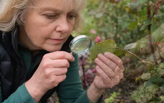 Person untersucht Blätter im Garten auf Schädlinge und Krankheitssymptome; Thema Schnecken, Schwerpunkt Bestimmung; Praxisalltag.