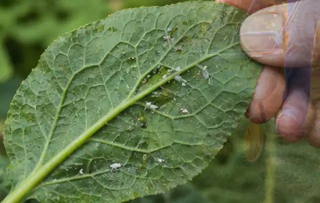 Hand hält ein Blatt mit kleinen hellen Schädlingen auf der Unterseite; Thema Schnecken, Schwerpunkt Biologie; Ergebnis.