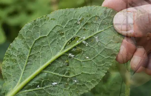 Hand hält ein Blatt mit kleinen hellen Schädlingen auf der Unterseite; Thema Schnecken, Schwerpunkt Fehlerhilfe; Ausgangslage.