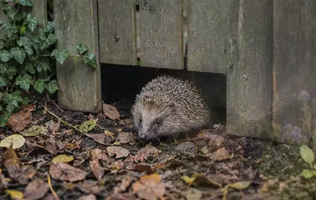 Igel nutzt einen bodennahen Durchgang unter einem hölzernen Gartenzaun; Thema Schnecken, Schwerpunkt Fehlerhilfe; Praxisalltag.