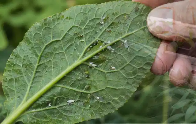 Hand hält ein Blatt mit kleinen hellen Schädlingen auf der Unterseite; Thema Schnecken, Schwerpunkt Giftfreie Hilfe; Ausgangslage.