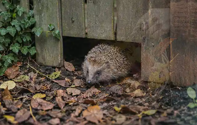 Igel nutzt einen bodennahen Durchgang unter einem hölzernen Gartenzaun; Thema Schnecken, Schwerpunkt Hausmittel; Ausgangslage.