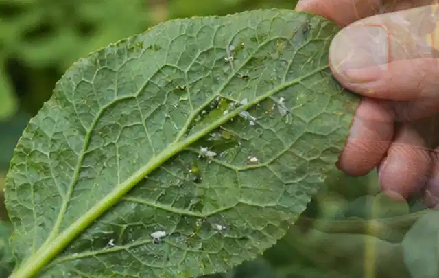 Hand hält ein Blatt mit kleinen hellen Schädlingen auf der Unterseite; Thema Schnecken, Schwerpunkt Natürliche Bekämpfung; Ergebnis.