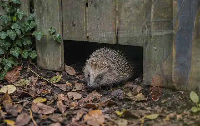 Igel nutzt einen bodennahen Durchgang unter einem hölzernen Gartenzaun; Thema Schnecken, Schwerpunkt Pflanzenhilfe; Ergebnis.