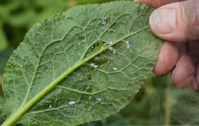Hand hält ein Blatt mit kleinen hellen Schädlingen auf der Unterseite; Thema Schnecken, Schwerpunkt Pflanzenhilfe; Praxisalltag.