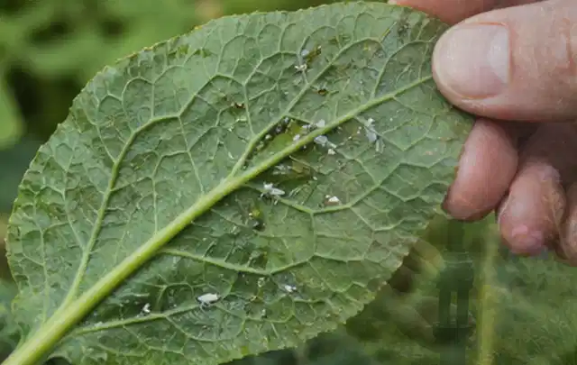 Hand hält ein Blatt mit kleinen hellen Schädlingen auf der Unterseite; Thema Schnecken, Schwerpunkt Saison; Kontrolle.