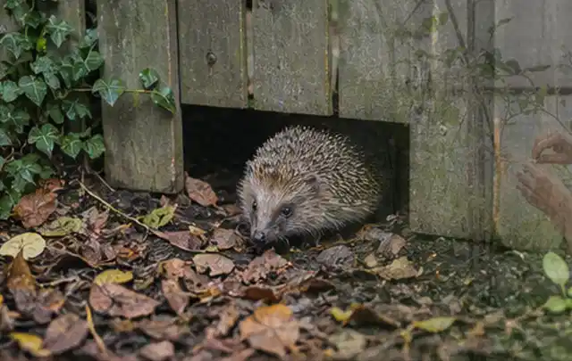 Igel nutzt einen bodennahen Durchgang unter einem hölzernen Gartenzaun; Thema Schnecken, Schwerpunkt Saison; Praxisalltag.