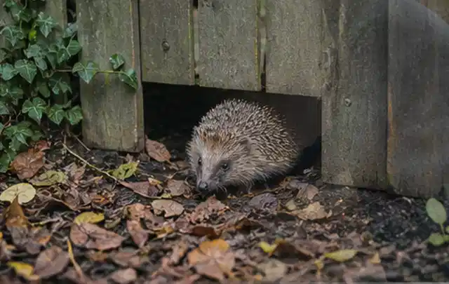 Igel nutzt einen bodennahen Durchgang unter einem hölzernen Gartenzaun; Thema Schnecken, Schwerpunkt Schadbild; Ergebnis.