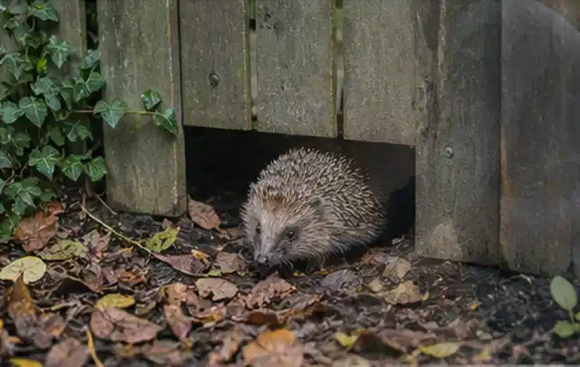 Igel nutzt einen bodennahen Durchgang unter einem hölzernen Gartenzaun; Thema Schnecken, Schwerpunkt Schädlinge Krankheiten; Ausgangslage.