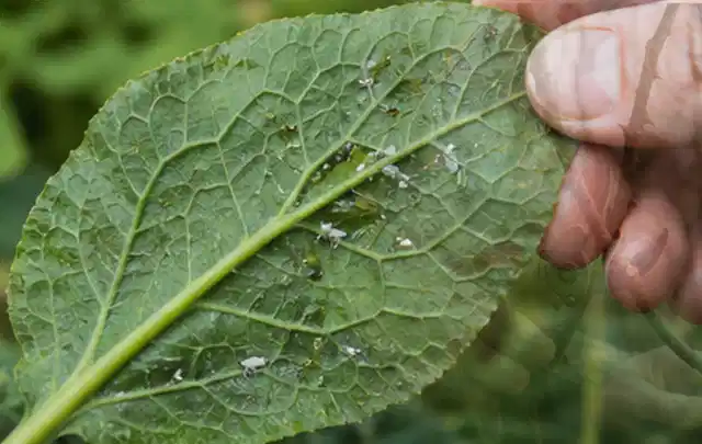 Hand hält ein Blatt mit kleinen hellen Schädlingen auf der Unterseite; Thema Schnecken, Schwerpunkt Schädlinge Krankheiten; Kontrolle.