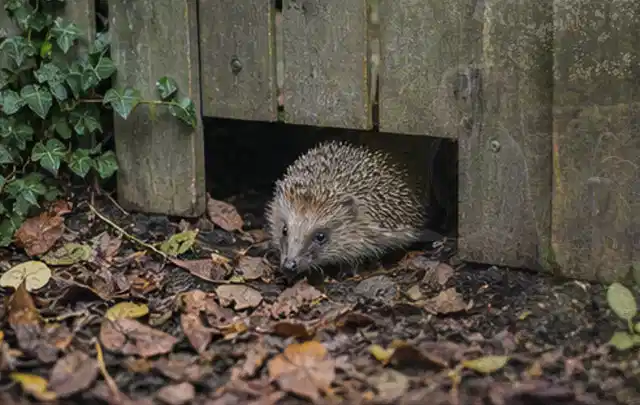 Igel nutzt einen bodennahen Durchgang unter einem hölzernen Gartenzaun; Thema Schnecken, Schwerpunkt Soforthilfe; Kontrolle.