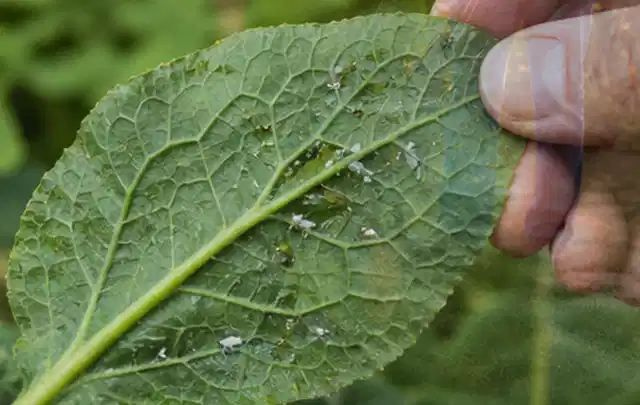 Hand hält ein Blatt mit kleinen hellen Schädlingen auf der Unterseite; Thema Schnecken, Schwerpunkt Ursachen; Umsetzung.