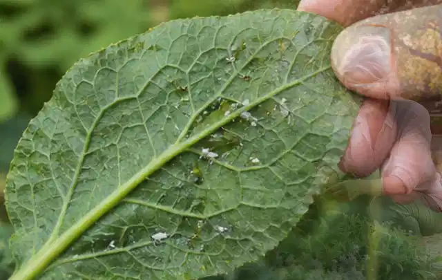 Hand hält ein Blatt mit kleinen hellen Schädlingen auf der Unterseite; Thema Schnecken, Schwerpunkt Vorbeugung; Umsetzung.