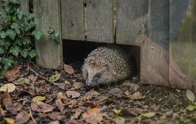 Igel nutzt einen bodennahen Durchgang unter einem hölzernen Gartenzaun; Thema Schnecken, Schwerpunkt Vorbeugung; Kontrolle.