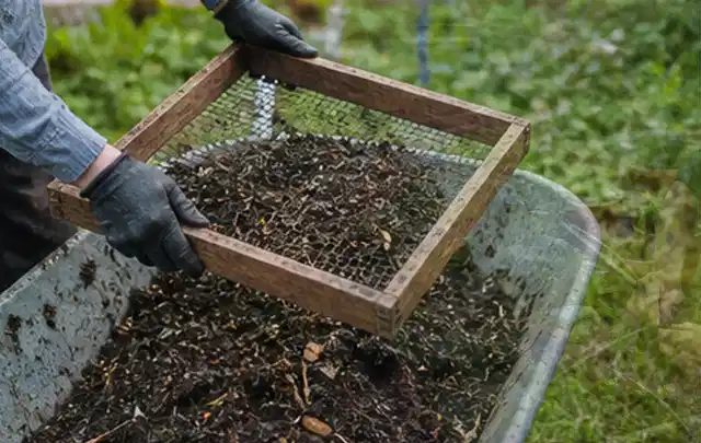 Behandschuhte Hände sieben reifen Kompost über einer Gartenschubkarre; Thema Schnittlauch, Schwerpunkt Anbau; Ausgangslage.