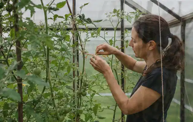 Person bindet junge Tomatentriebe in einem privaten Gewächshaus vorsichtig an; Thema Schnittlauch, Schwerpunkt Anbau; Praxisalltag.